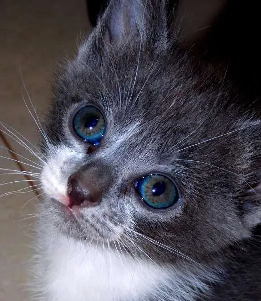 Gato ra a  idade Abaixo de 2 meses nome Sem Nome