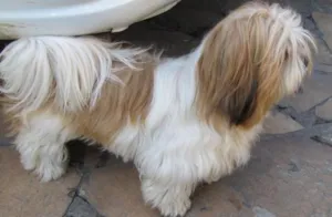 Cachorro raça Lhasa Apso idade 3 anos nome mily GRATIFICA