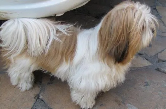 Cachorro ra a Lhasa Apso idade 3 anos nome mily GRATIFICA