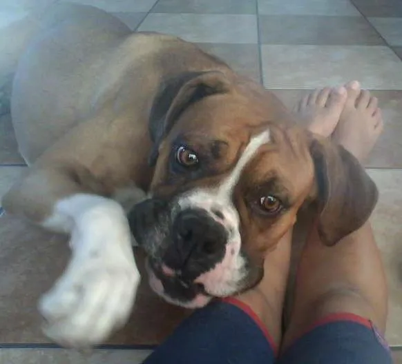 Cachorro ra a Boxer idade 2 anos nome Thor