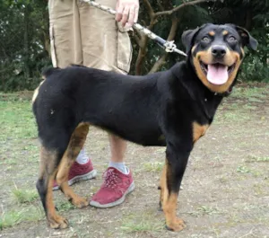 Cachorro raça mix rotweiller idade 1 ano nome Dalila