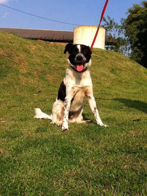 Cachorro ra a SRD idade 2 anos nome Mingau