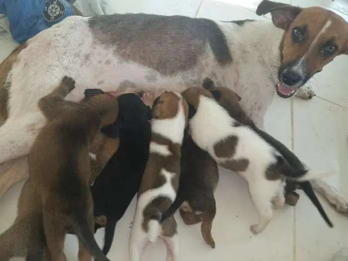 Cachorro raça SRD idade 2 anos nome menina