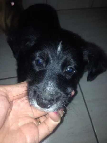 Cachorro ra a Sem definição  idade 2 a 6 meses nome Neguinho