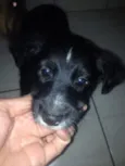 Neguinho