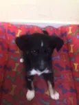 Neguinho