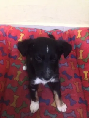 Cachorro raça Sem definição  idade 2 a 6 meses nome Neguinho