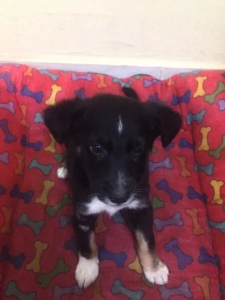 Cachorro ra a Sem definição  idade 2 a 6 meses nome Neguinho