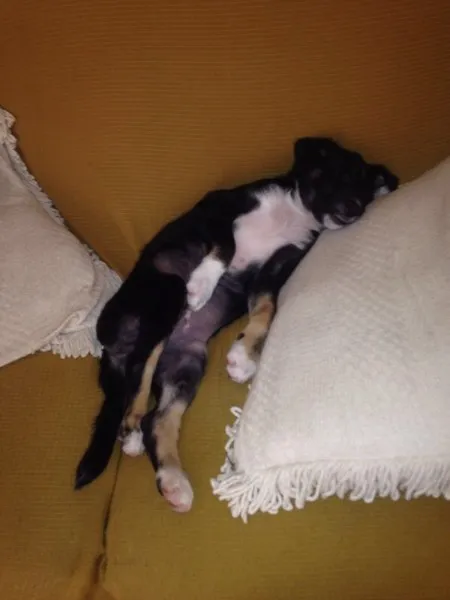Cachorro ra a Sem definição  idade 2 a 6 meses nome Neguinho