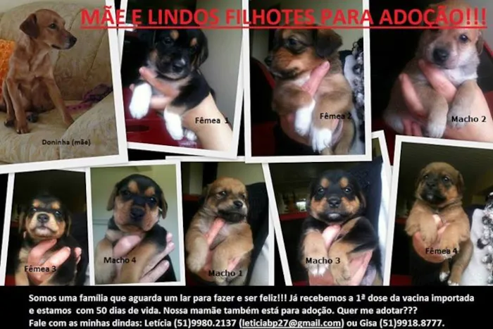 Cachorro ra a SRD idade Abaixo de 2 meses nome vários