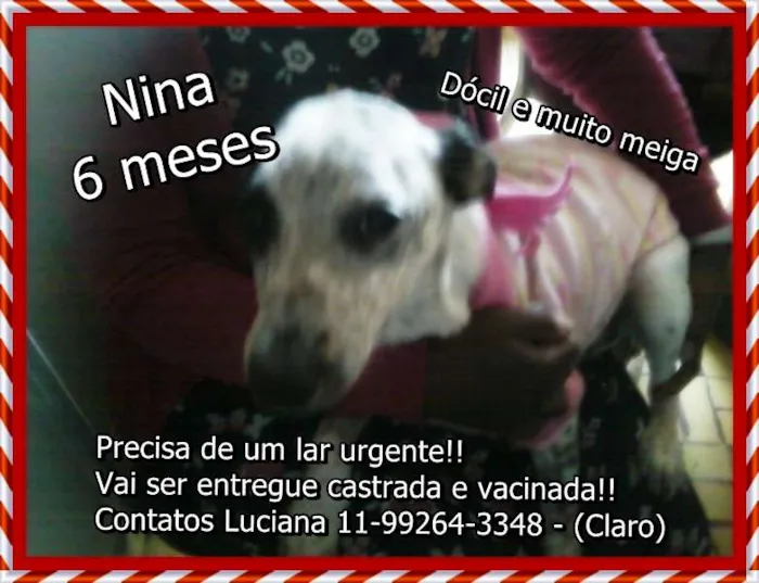 Cachorro ra a SRD idade 2 a 6 meses nome Nina
