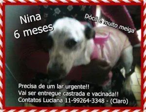 Cachorro raça SRD idade 2 a 6 meses nome Nina