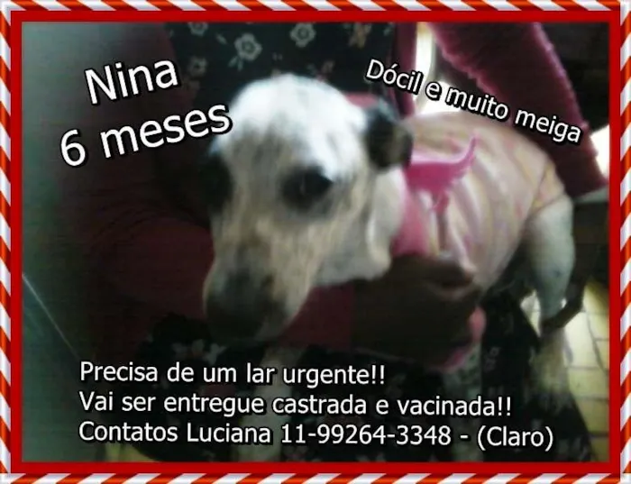 Cachorro ra a SRD idade 2 a 6 meses nome Nina