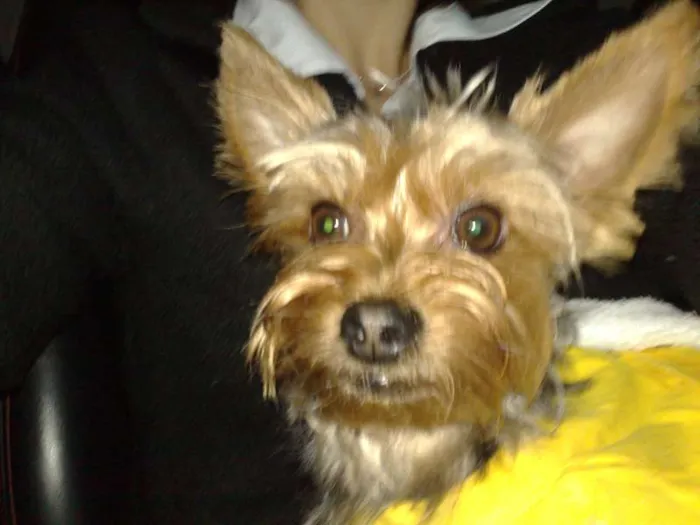 Cachorro ra a Yorkshire idade 6 ou mais anos nome Petit