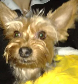 Cachorro raça Yorkshire idade 6 ou mais anos nome Petit