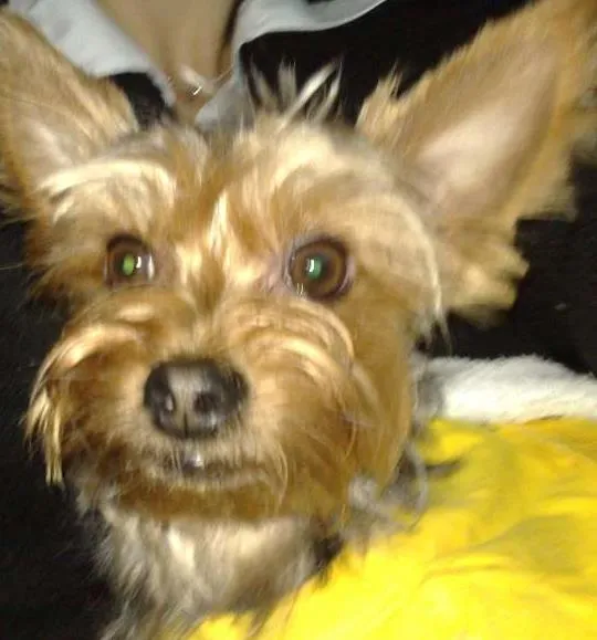 Cachorro ra a Yorkshire idade 6 ou mais anos nome Petit