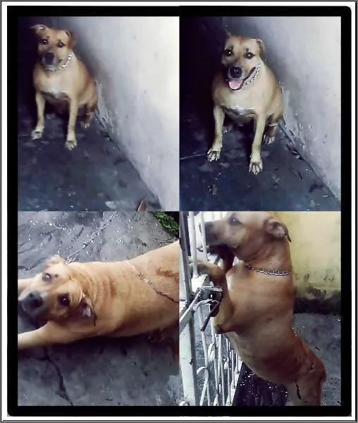 Cachorro raça America Staffordshire idade 3 anos nome Meg