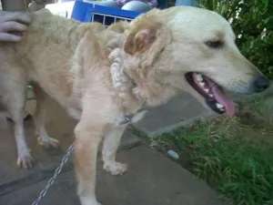 Cachorro raça SRD idade 2 anos nome Milla