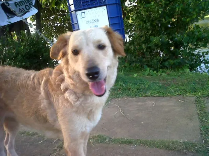 Cachorro raça SRD idade 2 anos nome Milla