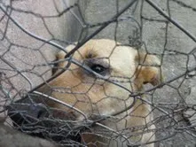 Cachorro raça SRD idade 1 ano nome Nina