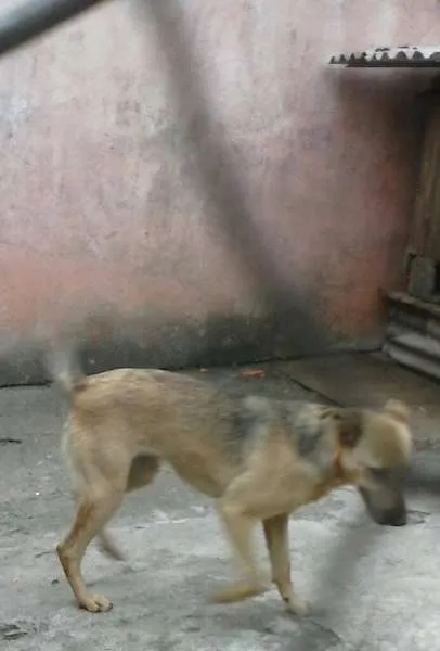 Cachorro ra a SRD idade 1 ano nome Nina