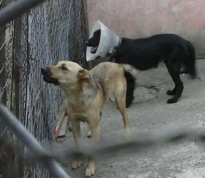 Cachorro ra a SRD idade 1 ano nome Nina