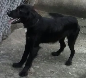 Cachorro raça Mestiço Poodle idade 7 a 11 meses nome Bili