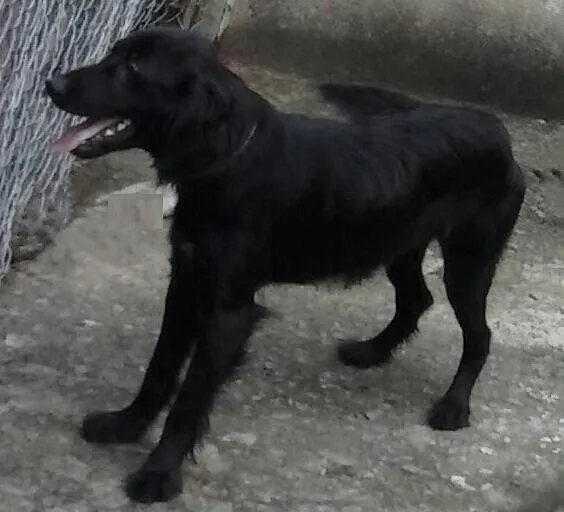 Cachorro ra a Mestiço Poodle idade 7 a 11 meses nome Bili