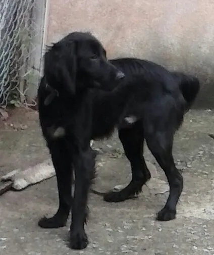 Cachorro ra a Mestiço Poodle idade 7 a 11 meses nome Bili
