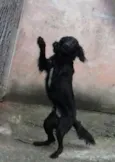 Bili