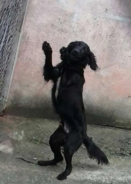 Cachorro ra a Mestiço Poodle idade 7 a 11 meses nome Bili