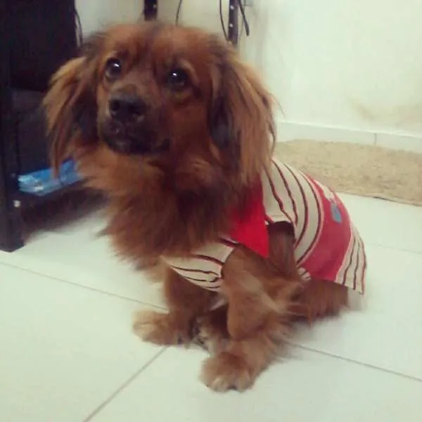 Cachorro raça VIRA-LATA idade 1 ano nome TUFÃO