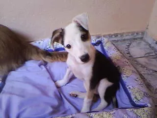 Cachorro ra a não tem  idade Abaixo de 2 meses nome não tem 