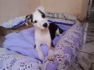Cachorro raça não tem  idade Abaixo de 2 meses nome não tem 