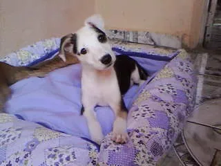 Cachorro ra a não tem  idade Abaixo de 2 meses nome não tem 