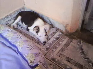 Cachorro ra a não tem  idade Abaixo de 2 meses nome não tem 