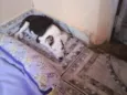 não tem