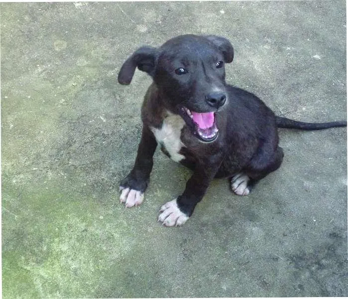 Cachorro ra a SRD idade 2 a 6 meses nome Pity