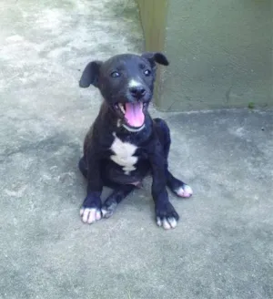 Cachorro raça SRD idade 2 a 6 meses nome Eddie