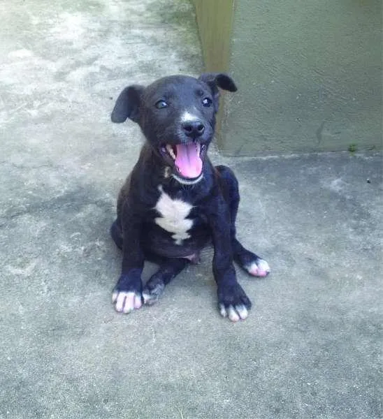 Cachorro ra a SRD idade 2 a 6 meses nome Eddie