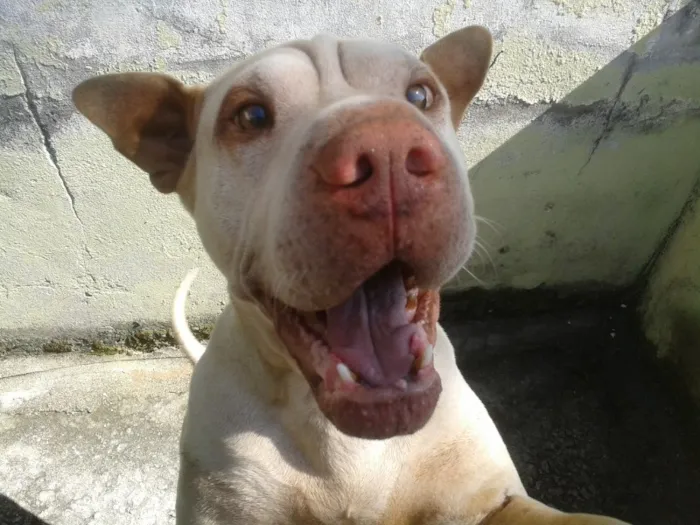 Cachorro ra a Shar Pei idade 6 ou mais anos nome Nick