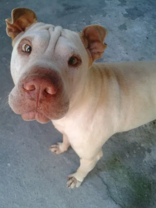 Cachorro ra a Shar Pei idade 6 ou mais anos nome Nick