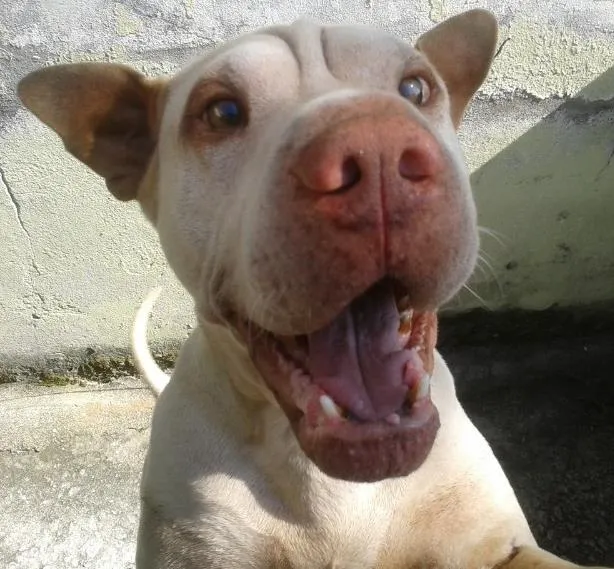 Cachorro ra a Shar Pei idade 6 ou mais anos nome Nick