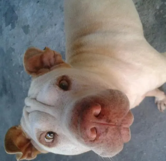 Cachorro ra a Shar Pei idade 6 ou mais anos nome Nick