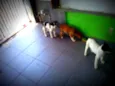 Ted,Susana e laika