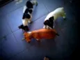 Ted,Susana e laika