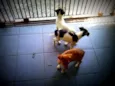 Ted,Susana e laika