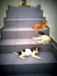 Ted,Susana e laika