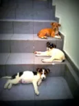 Ted,Susana e laika