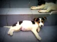 Ted,Susana e laika